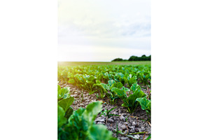 Beetroot plants on agricultural, a Nature Photo by volodymyrshtun13795