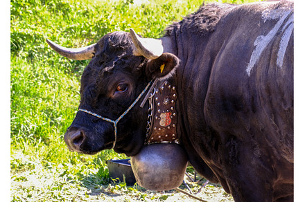Herens cow, known for fighting in an