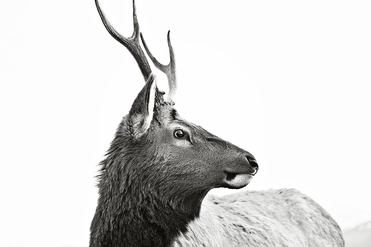 BLACK&WHITE PS ACTIONKIT #1 preview 3
