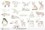 100 polar animal clip art, an Animal Illustration by Poppy Lane Studio (Thumbnail 8 of 12)