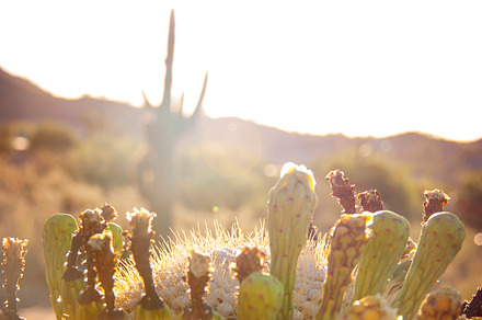 Saguaro Cactus Sunrise
