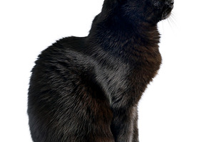 Black cat is sitting on a white featuring black cat, white, and isolated