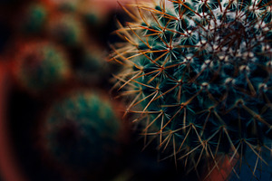 Cactus featuring cactus, nature, and red, a Nature Photo by Nazar Hrabovyi