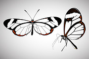 Glass wing Butterfly Illustration, an Animal Illustration by Ghagra (Thumbnail 1 of 4)