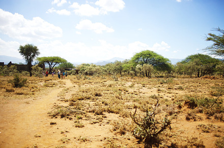 Desert Path and Trees