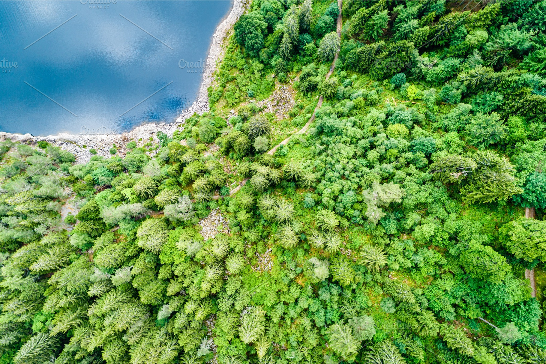 Top view of a forest at the lakeside, a Nature Photo by Leonid Andronov