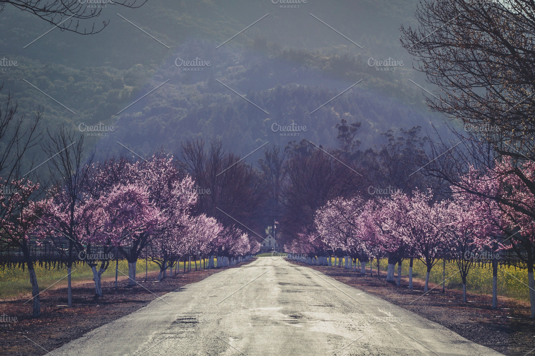 Napa Valley In Full Bloom Featuring Cherry Tree And Bloom