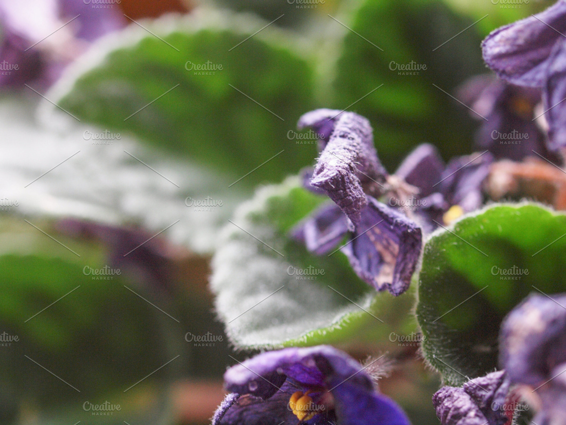 Flower Decay