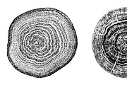 Woodlog Vector Template [ii], a Background Graphic by 103cia (Thumbnail 1 of 3)
