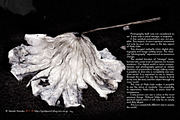 Wabi-Sabi Bundle: eBook & LR Presets, a Plug-in Add-On by Jana Mänz Photography (Thumbnail 4 of 5)