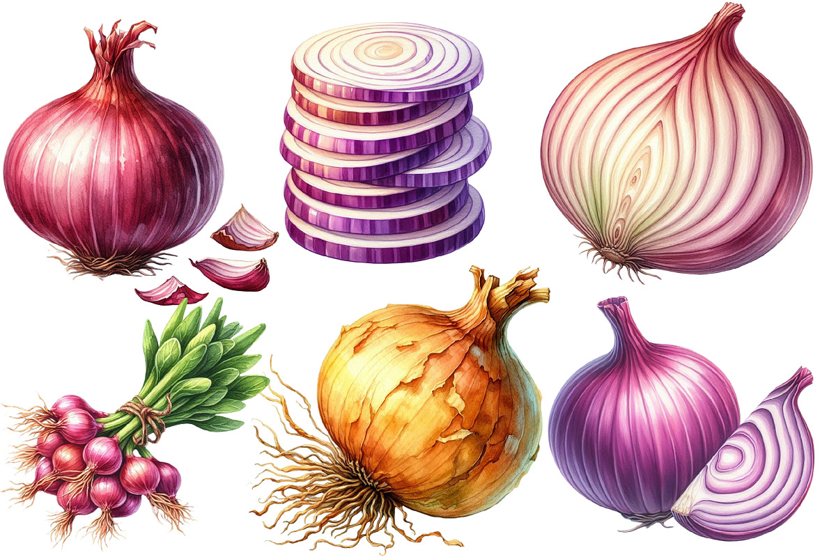 Watercolor Onion Clipart, an Illustration by Designworld (Photo 5 of 6)