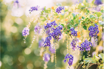 Kusadası, Turkey. Purple Flowers Of, a Nature Photo by Our Amazing World