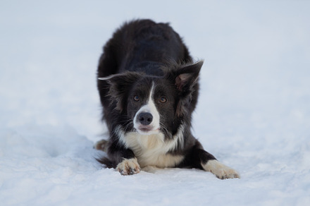 Dog border collie on a walk in winte stock photo containing outdoor and animal, an Animal Photo by oleghz