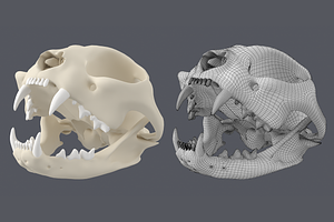 Cat Skull Base Mesh, an Animal 3D Model by VK Studio