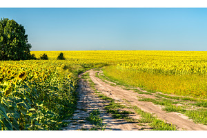 Dirt road in a sunflower field in featuring sunflower, field, and bloom, a Nature Photo by Leonid Andronov