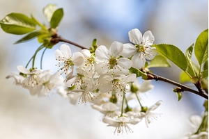 Blooming White Cherry Tree Branches
