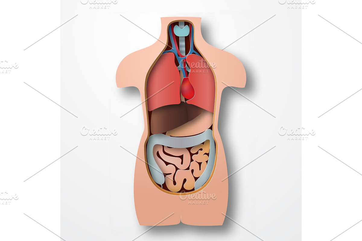 Paper human body anatomy, a Healthcare Illustration by Flying tambourine