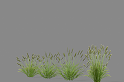 Shrub 2, an Environmental 3D Model by AndrewWhite (Thumbnail 7 of 14)