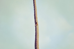 Squirrel Climbing a Coconut Tree