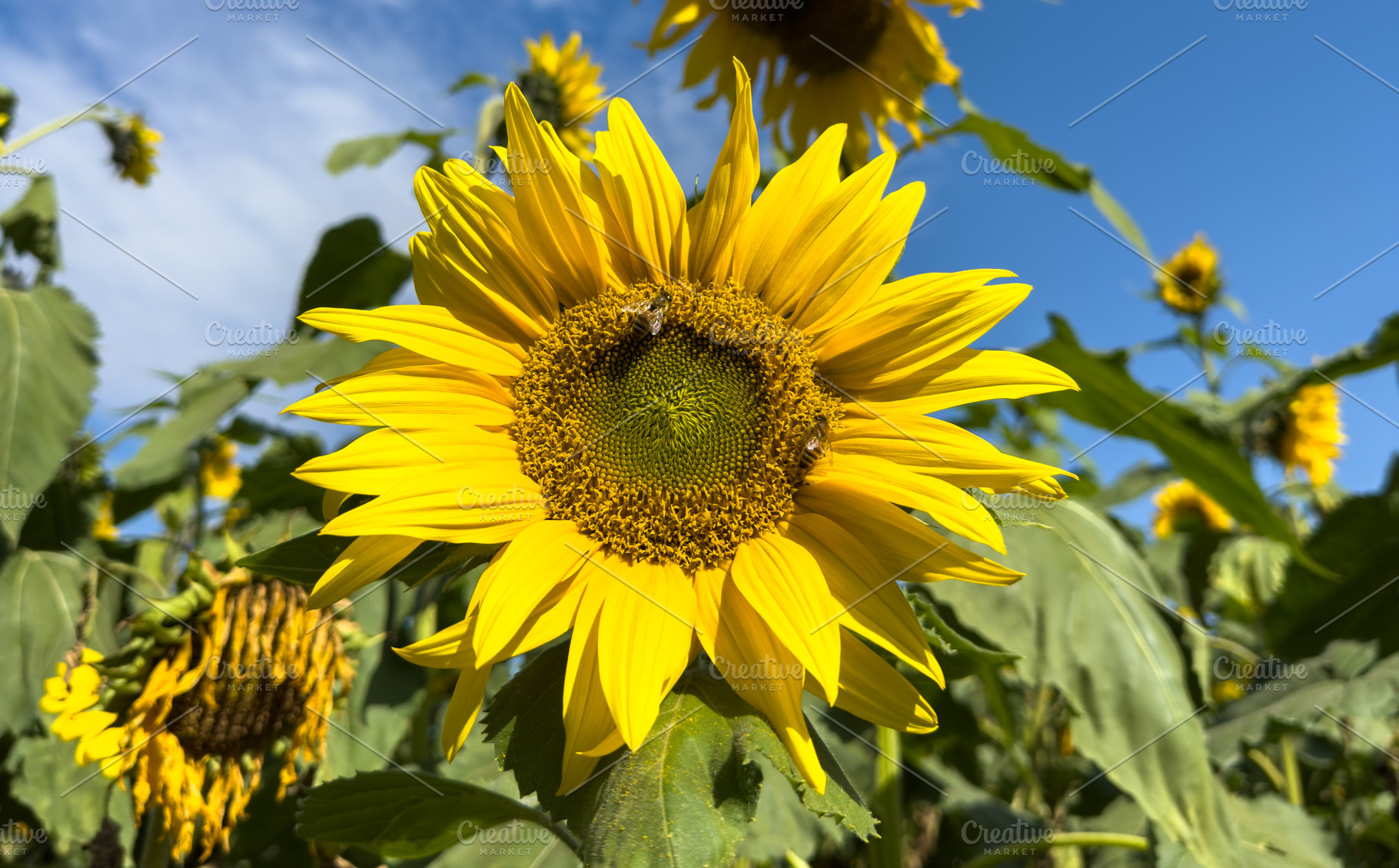 Bees On Sunflower, a Nature Photo by THP Creative