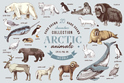 Hand drawn Arctic animals collection, an Animal Illustration by handsketched (Thumbnail 1 of 10)