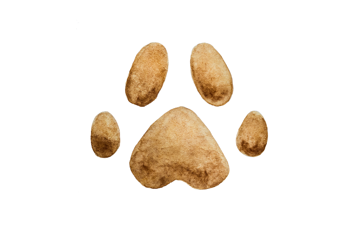Dog care. 15 items, an Animal Illustration by Svetlana Barchan (Photo 4 of 16)