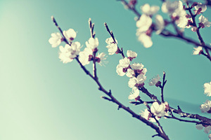 Spring blossom containing cherry, blossom, and retro, a Nature Photo by hitdelight