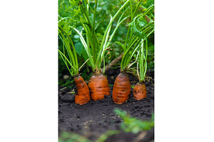 Carrots grow in the garden, a Food & Drink Photo by yanadjana