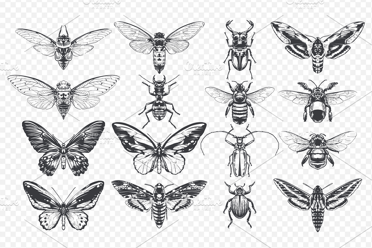 Vintage Insects Vector Set, an Animal Illustration by Vecster (Photo 2 of 4)