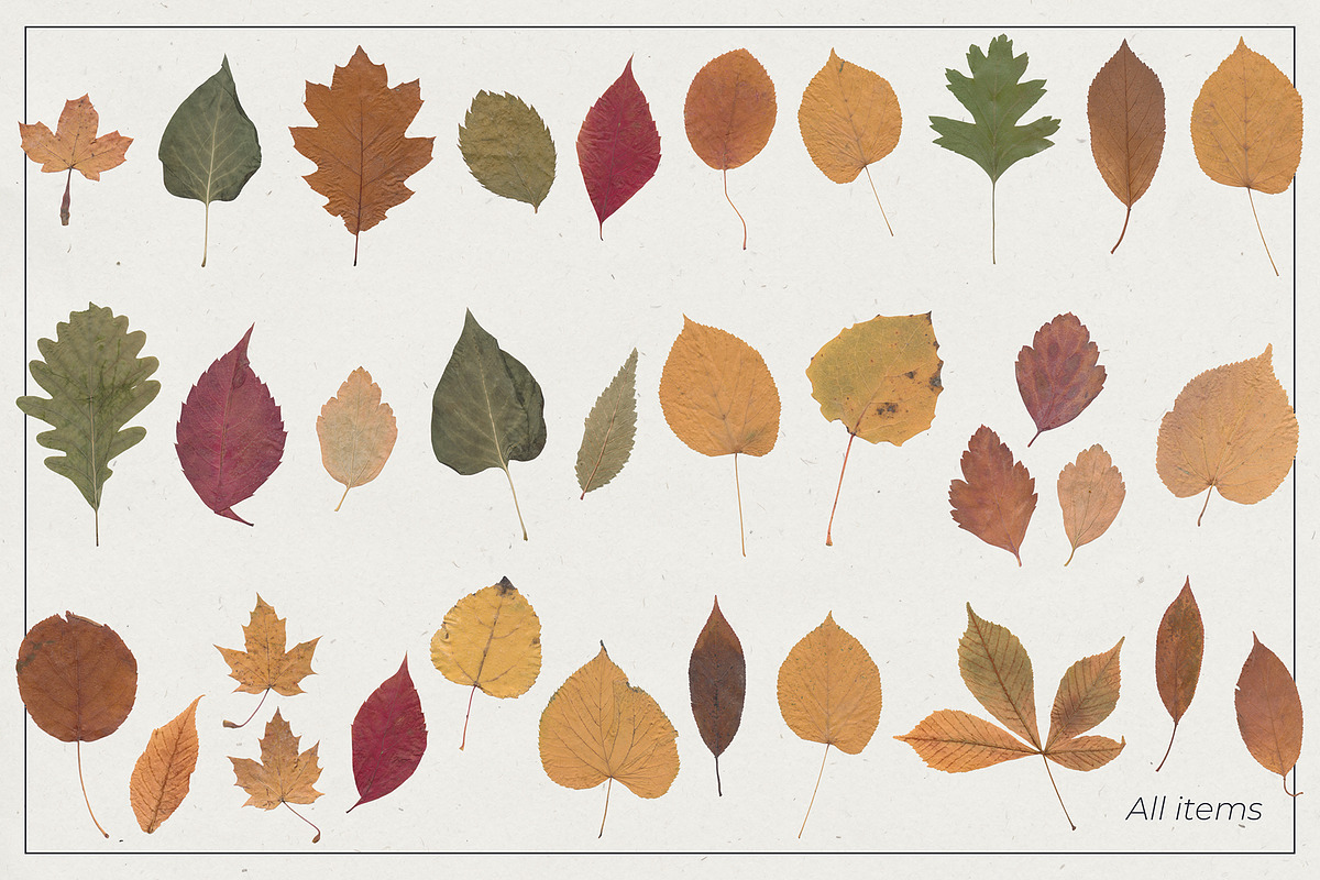 Dried Flowers & Herbs PNG Bundle, a Decorative Illustration by dlinnaya (Photo 4 of 4)