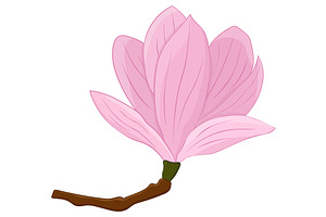 Magnolia Vector. Magnolia Flower