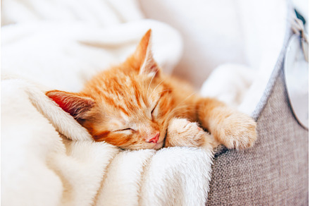 Cute ginger kitten sleeps, an Animal Photo by MAnuta