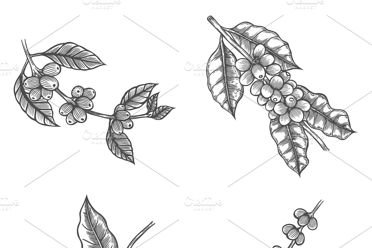Coffee tree illustration, a Decorative Illustration by ...