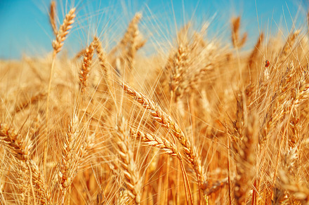 Gold wheat field and blue sky beautiful ripe harvest featuring wheat, yellow