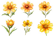 Coreopsis Flower Watercolor Clipart, an Illustration by Watercolor design (Thumbnail 3 of 10)