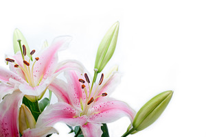 Lily flowers featuring flower, white, and lily