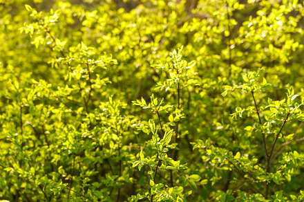Full frame image of dense lime green shrub with young leaves in late spring or