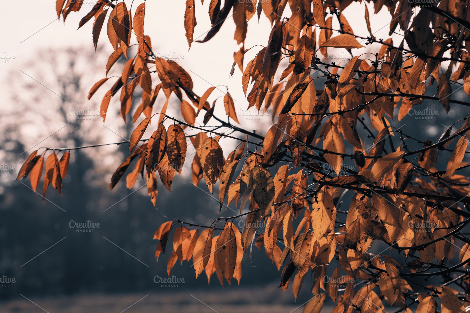 Leaf #12, a Nature Photo by jakub_kopecky
