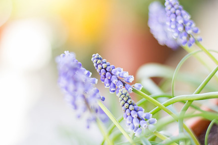 Muscari featuring flowers, floral, and flora