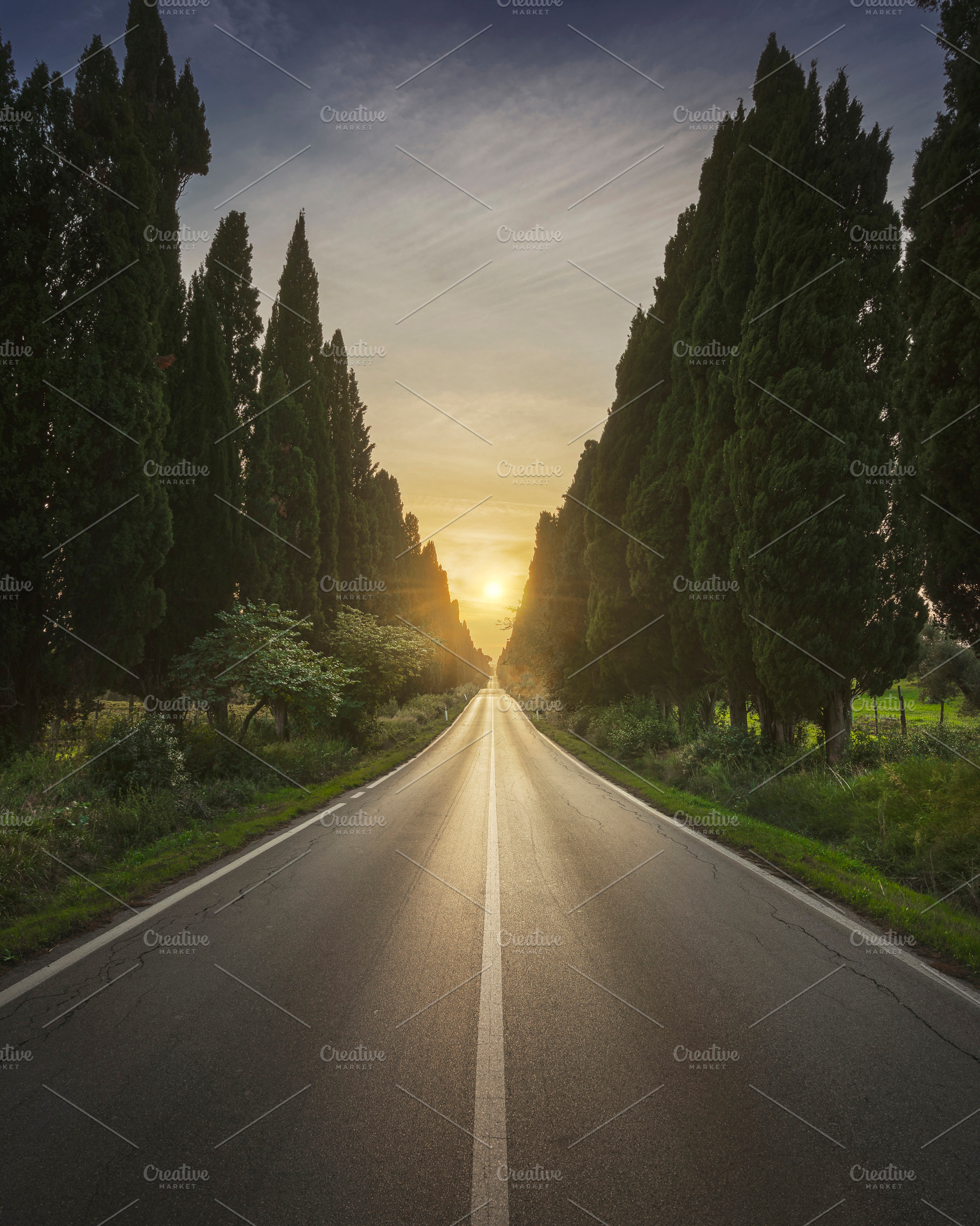 The cypress avenue of Bolgheri, a Nature Photo by Stefano Orazzini