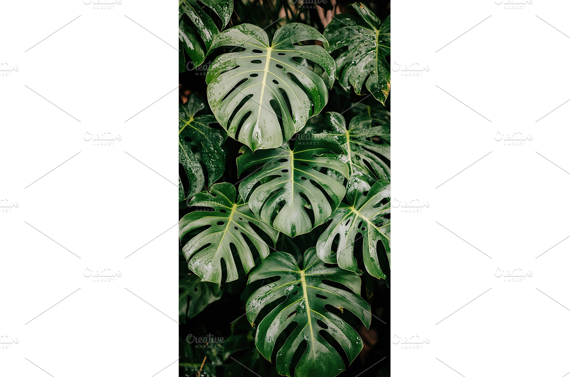 Lush monstera leaves with prominent, a Nature Photo by Lermont51