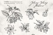 Flowers Ylang Ylang. Botanical set, an Object Graphic by ON_lineart_store (Thumbnail 5 of 8)