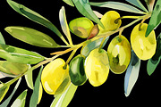 Watercolor Oliva Branch Clipart Png, an Object Graphic by Naty Art (Thumbnail 4 of 8)