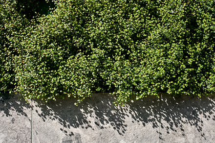 Sunlight falls on green plants over, a Nature Photo by Bezuglov photography