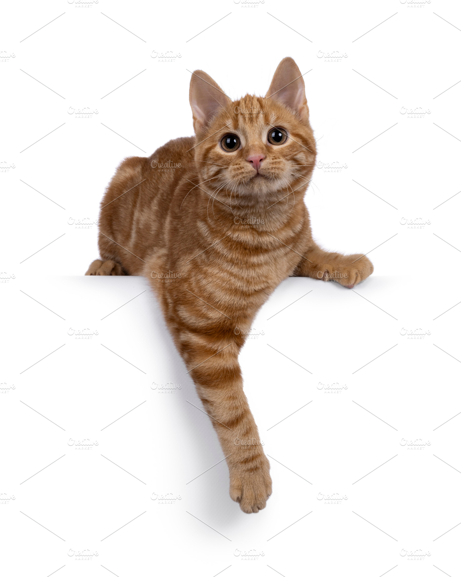European Shorthair cat on white background, an Animal Photo by Cat'chy Images by Nynke