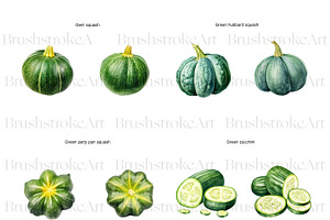 Watercolor Squash Clipart, Vegetable