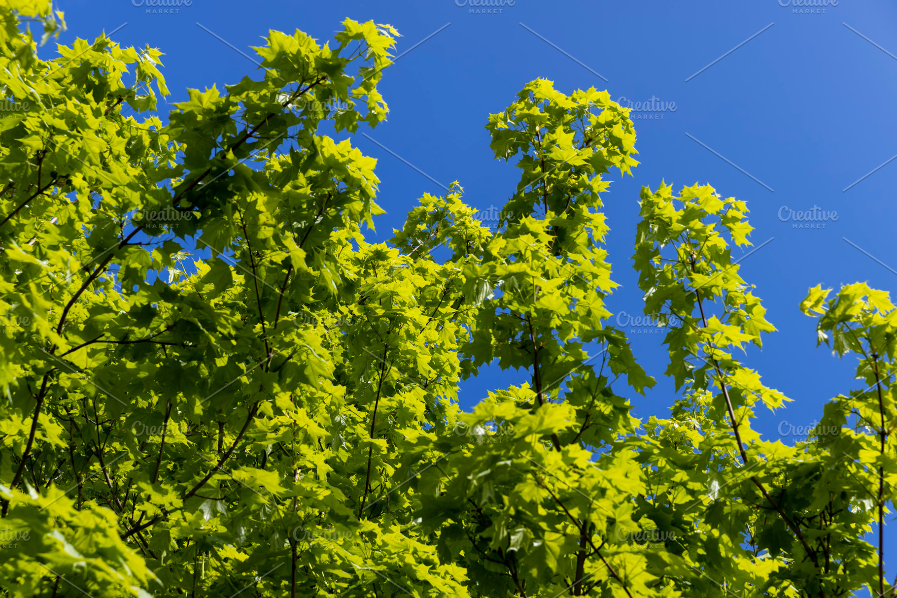 green young foliage of spring maples, a Photo by MyPhotos