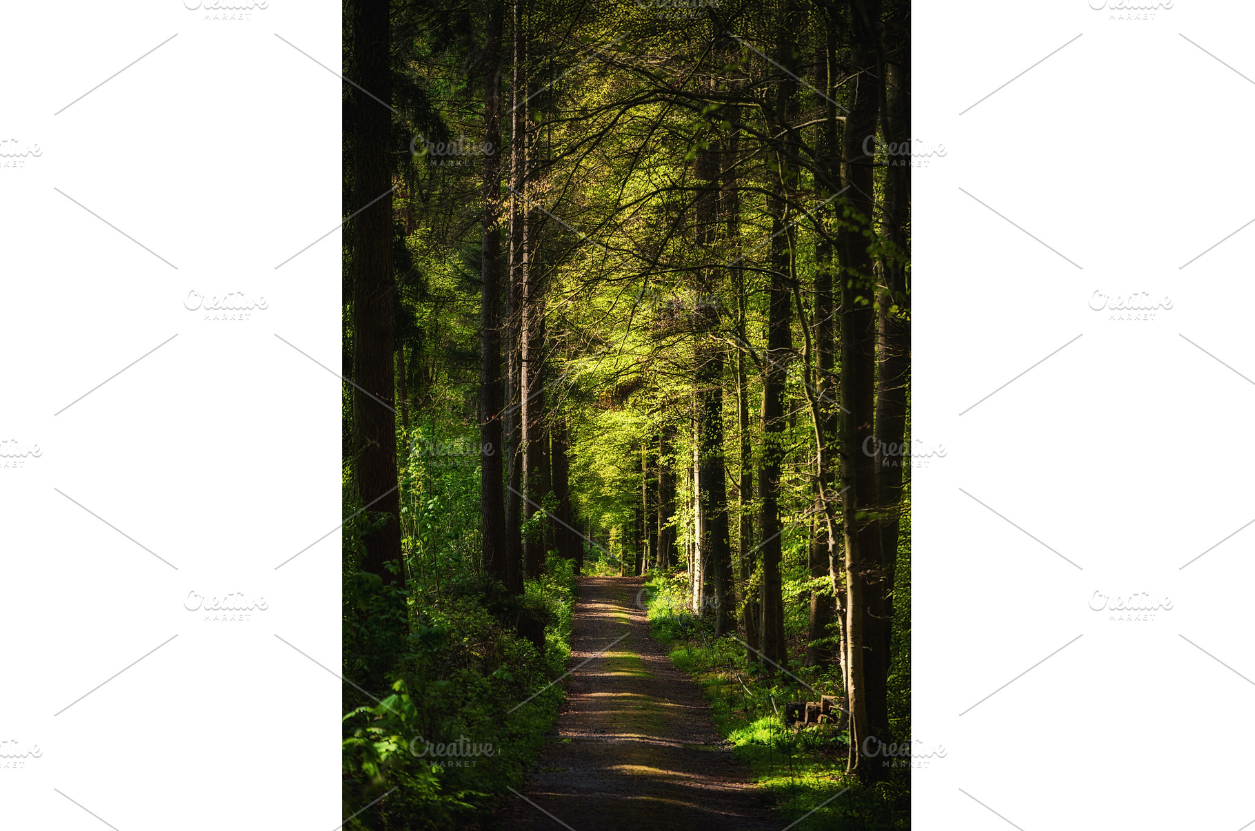 Spring moody fairytale forest with, a Nature Photo by Nature and travel