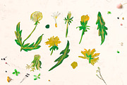Cute Crayon Child Dandelion Flower, a Healthcare Illustration by Lucyinyourheart (Thumbnail 3 of 6)