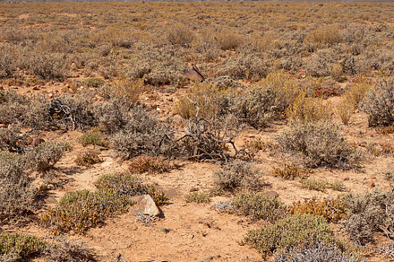 Dry highland savannah, a Photo by Peopleimages.com